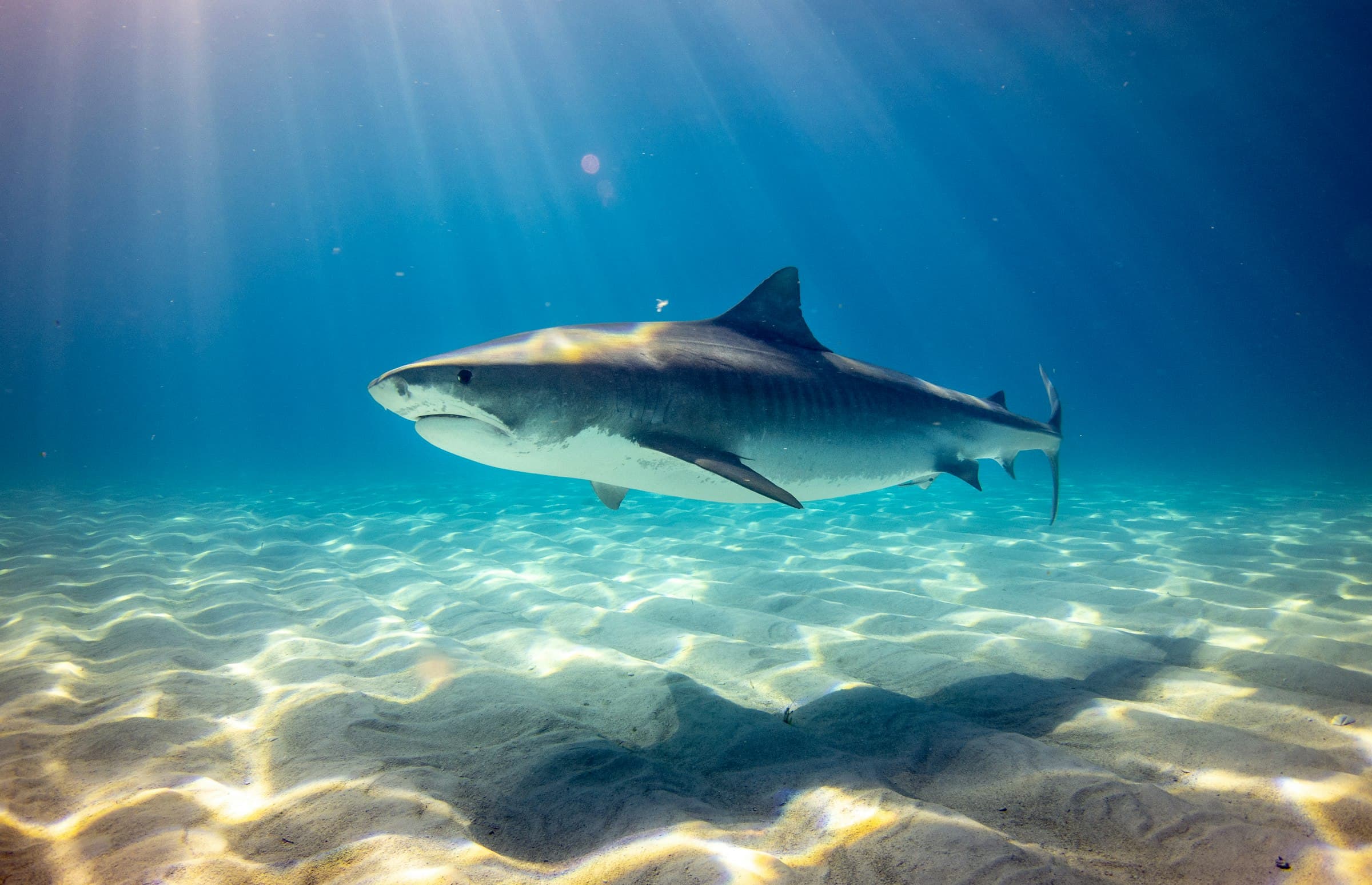 A shark gliding over rippled sand in shallow sunlit water