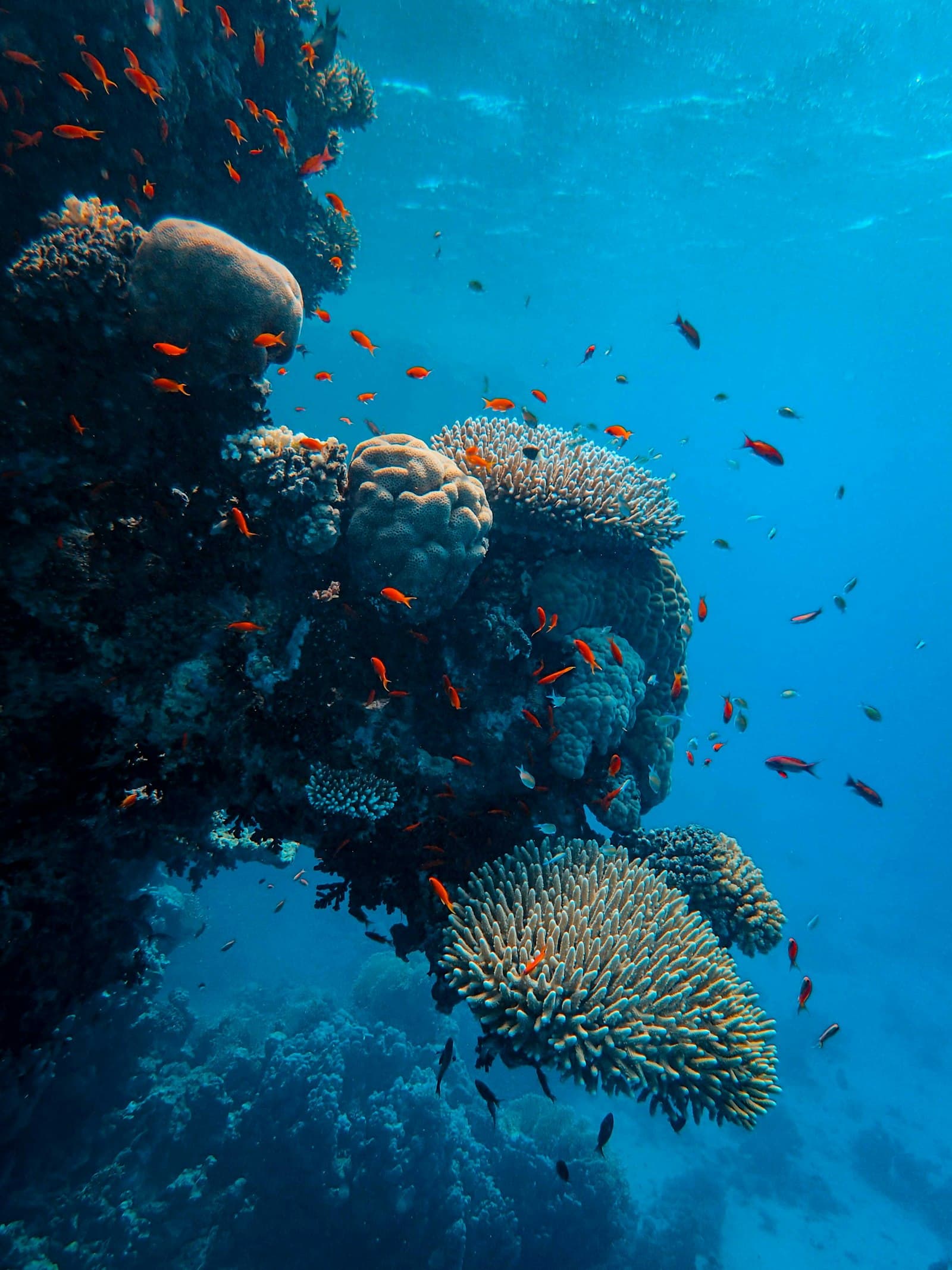 A coral pinnacle surrounded by bright orange reef fish