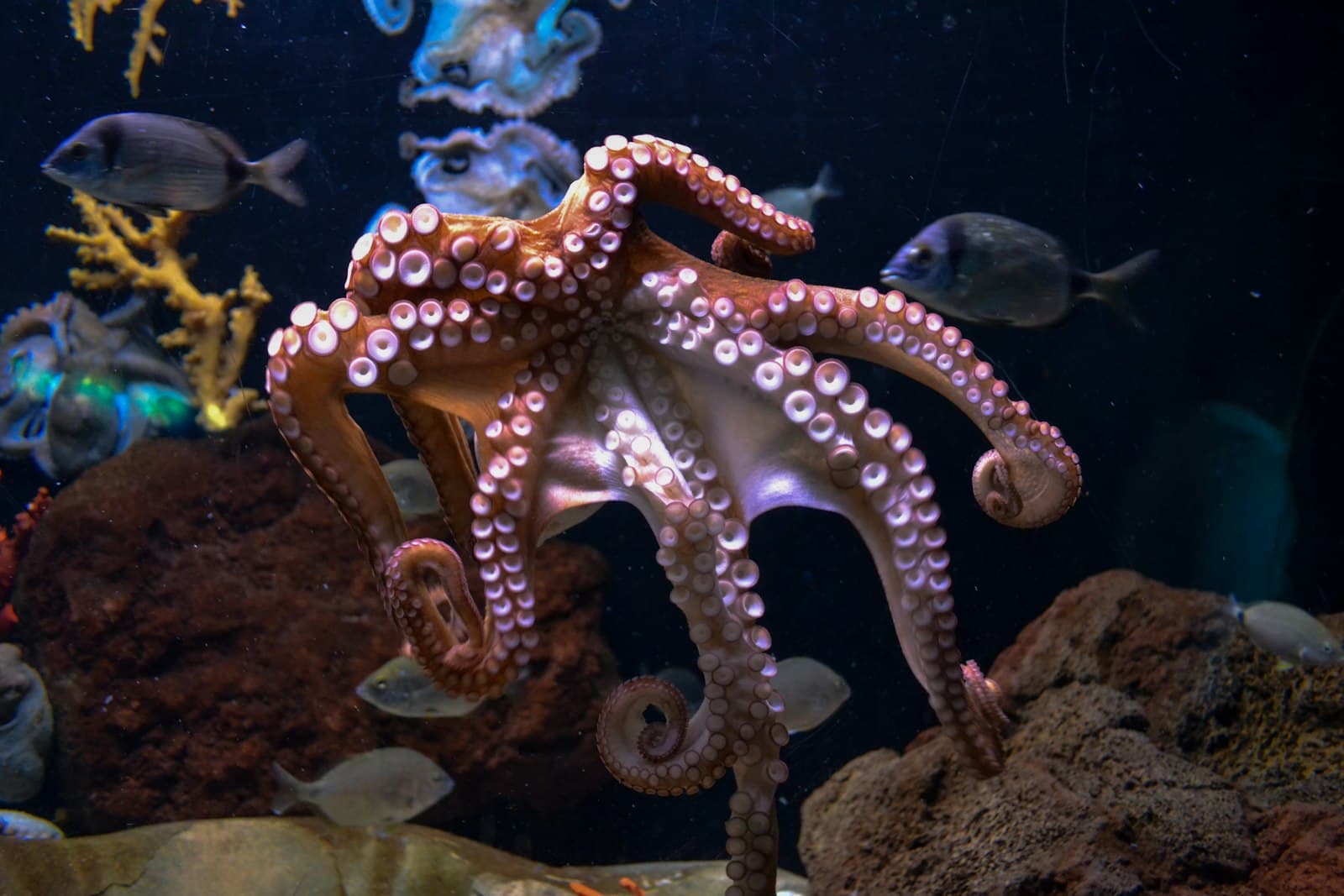 An octopus displaying across a colourful reef