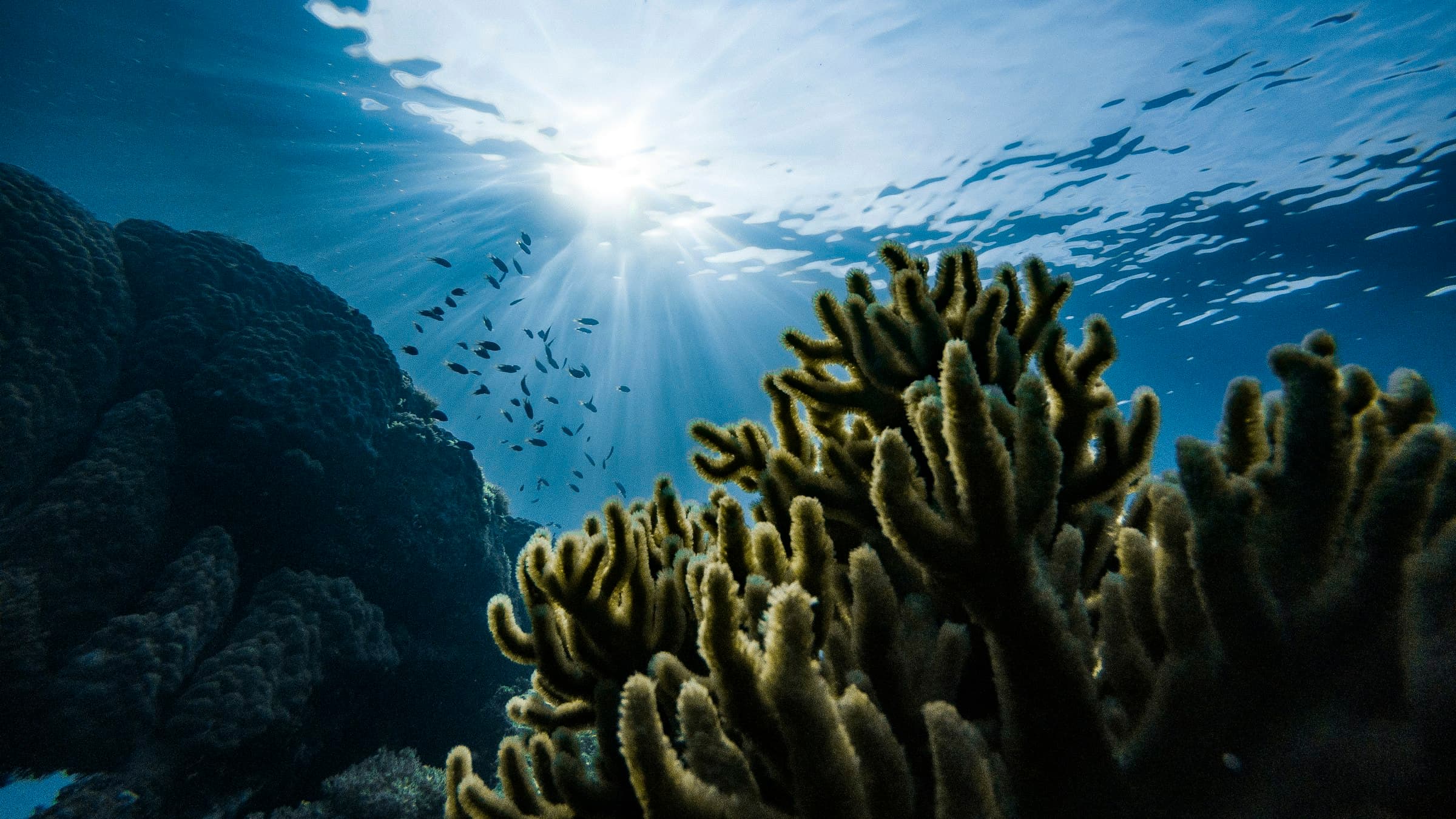 Sunbeams breaking through the ocean surface above a coral reef