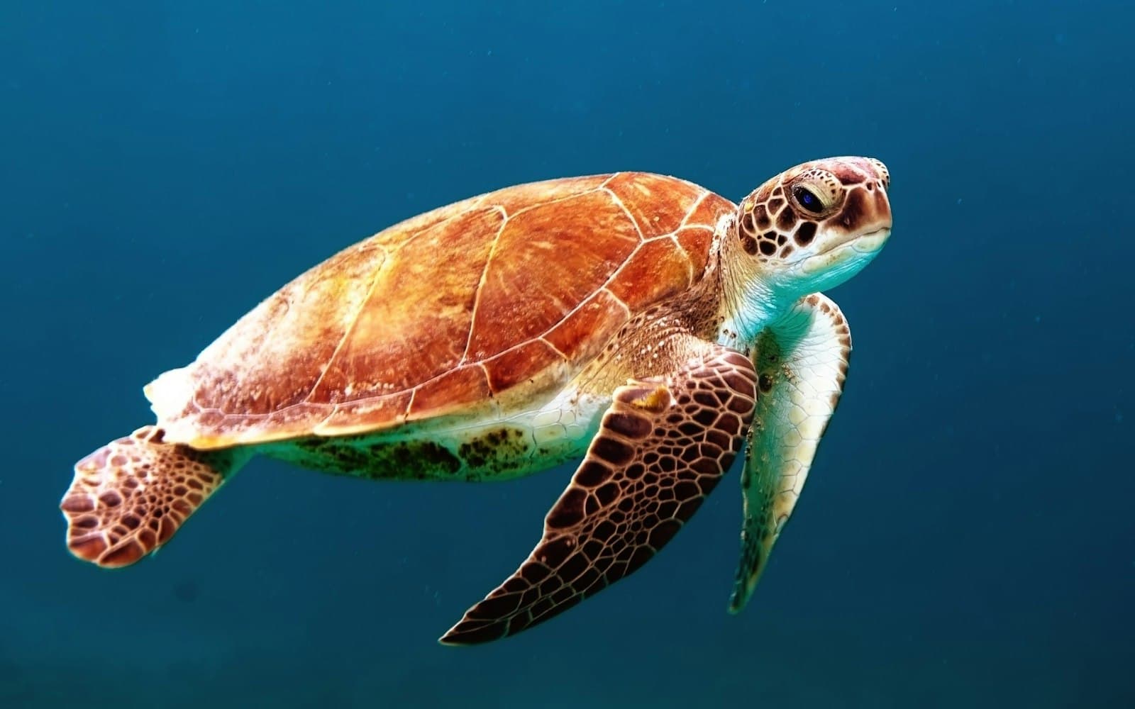 A sea turtle swimming through open blue water